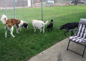 indoor-area Dog Day Care